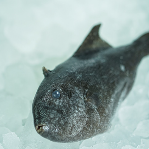 Poggot Fish WR