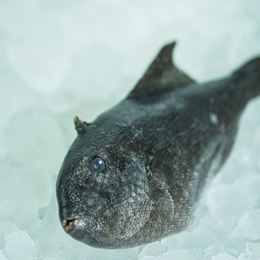 Poggot Fish WR