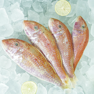 Red Mullet WR