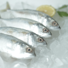 Shortbody Mackerel