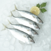 Shortbody Mackerel