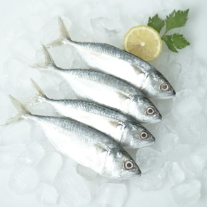 Shortbody Mackerel